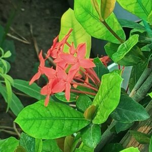Ixora