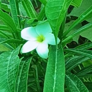 Plumeria pudica