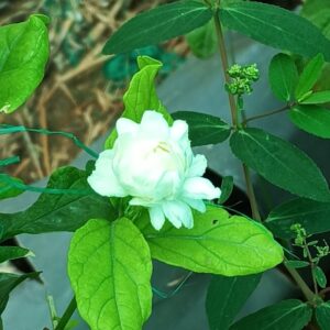 Jasmine