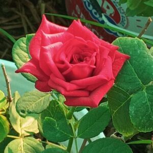 Rose