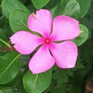 Madagascar Periwinkle