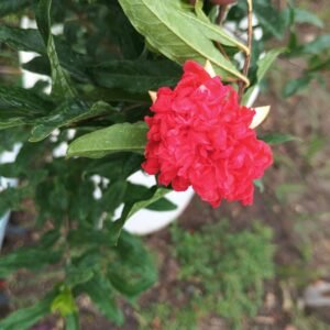 Ornamental Pomegranate