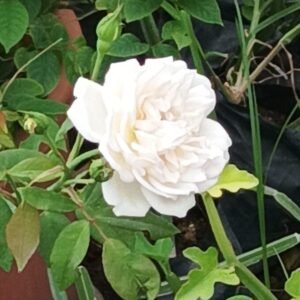 White Rose