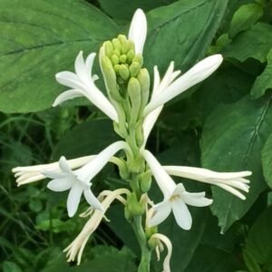 Tuberose