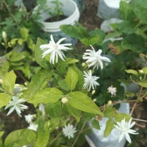 Downy Jasmine