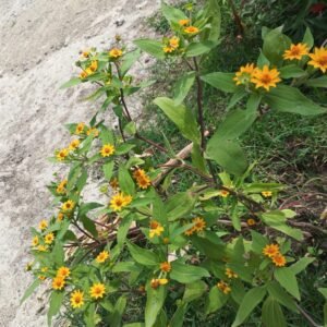 Butter Daisy / Melampodium