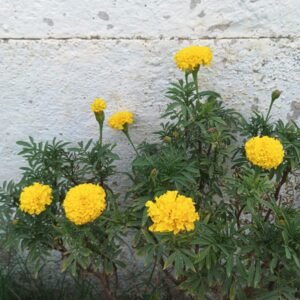 African Marigold (yellow)