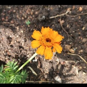 French Marigold