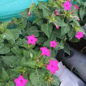 Four O'Clock Flower / Marvel of Peru