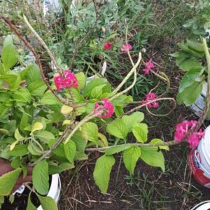 Trailing Lantana / Weeping Lantana