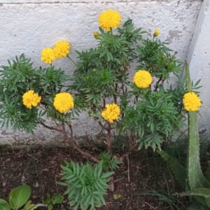 African Marigold (Tagetes erecta)