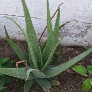 Aloe Vera (Aloe barbadensis Miller)