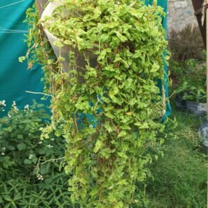 Creeping Inch Plant- Turtle Vine