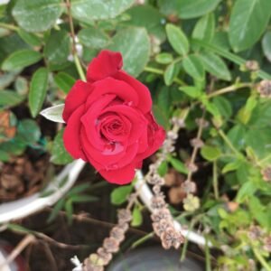 Red Rose / Miniature Rose