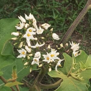 Solanum torvum
