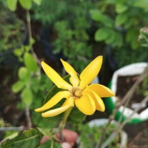 Ylang Ylang - Cananga odorata