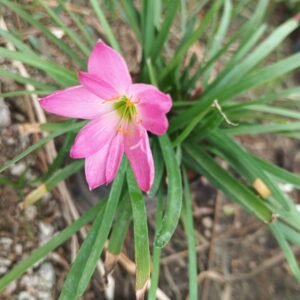 Pink Rain Lily - Zephyranthes Grandiflora