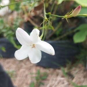 Jasminum Multiflorum