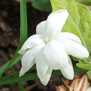 Arabian Jasmine