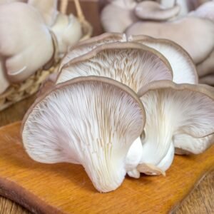 Oyster Mushroom